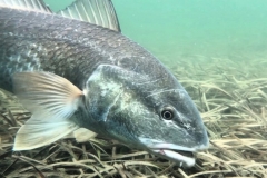 bay-fishing-guides-destin-florida