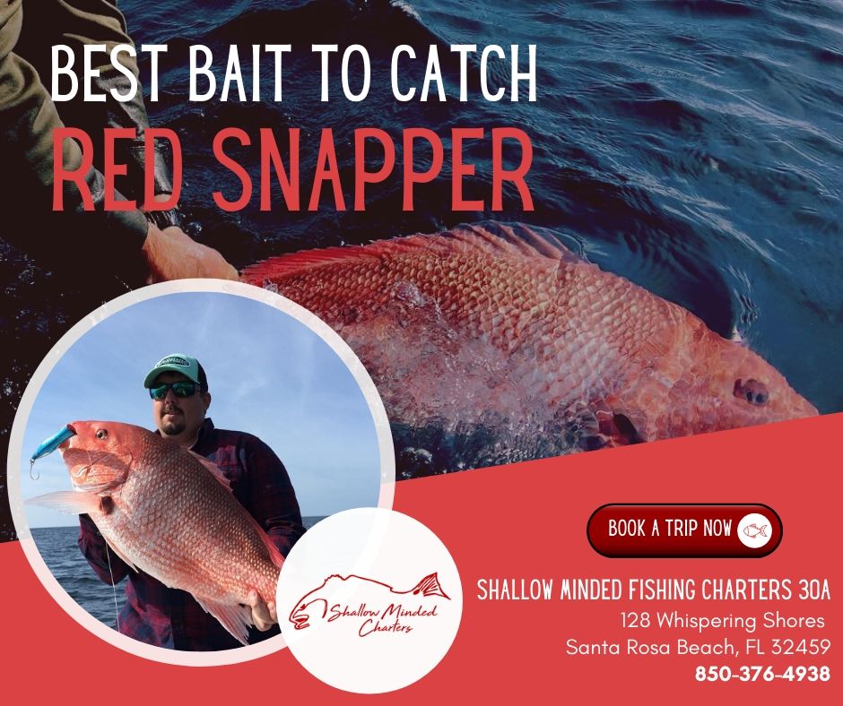 Best Bait To Catch Red Snapper - Shallow Minded Fishing Charters